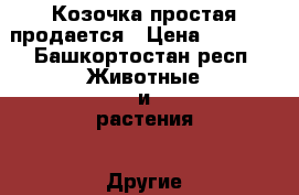 Козочка простая продается › Цена ­ 2 000 - Башкортостан респ. Животные и растения » Другие животные   